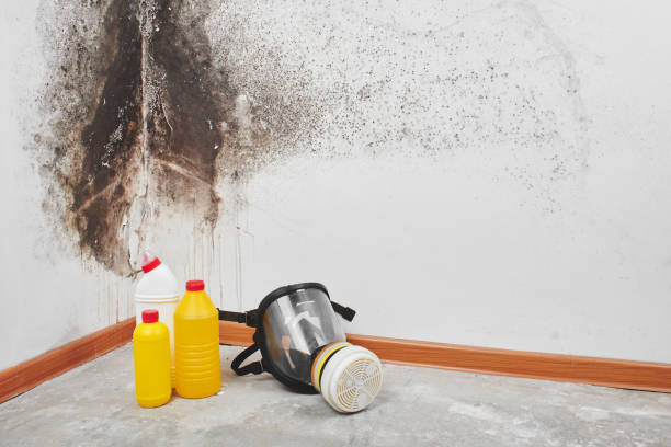 Best Black Mold Removal  in Washington, GA