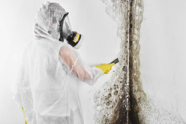 Best Attic Mold Removal  in Washington, GA
