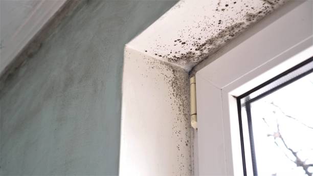 Best Attic Mold Removal  in Washington, GA