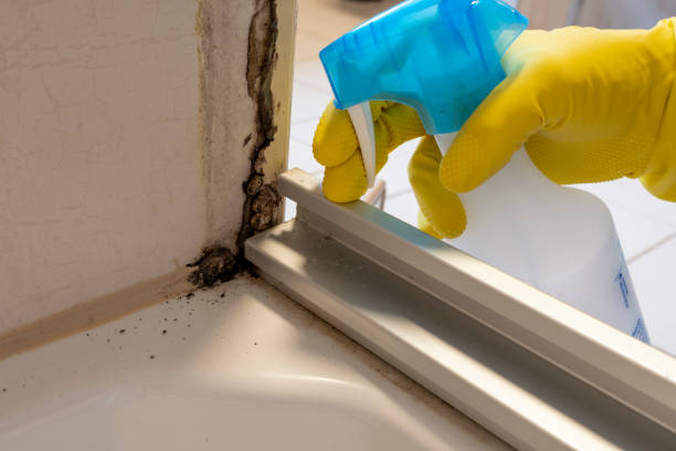 Attic Mold Removal in Washington, GA