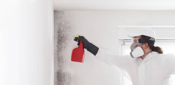 Best Mold Remediation Experts  in Washington, GA