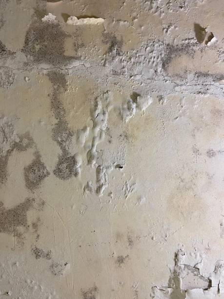 Best Office Mold Removal Services  in Washington, GA