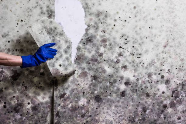 Best Residential Mold Removal  in Washington, GA
