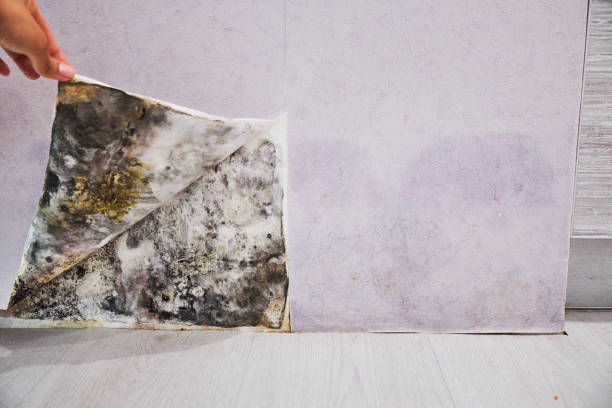 Best Black Mold Removal  in Washington, GA
